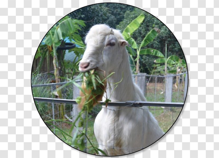 Philippine Goat Philippines Carabao Beef Cattle Sheep - Farm Transparent PNG