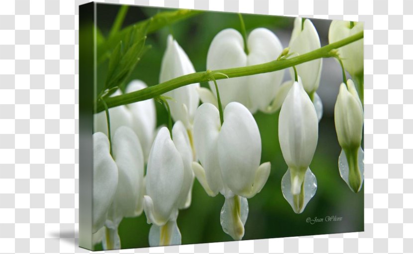 Dicentra Tile Coasters - Flower - Bleeding Heart Transparent PNG