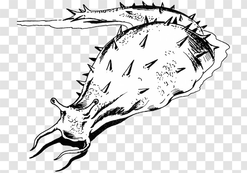 Leopard Slug Role-playing Game Drawing Clip Art - Wing - Jaw Transparent PNG