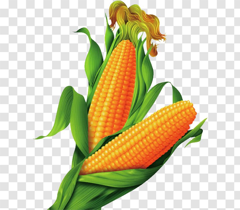 Maize Cartoon Gold - Commodity - Golden Corn Transparent PNG