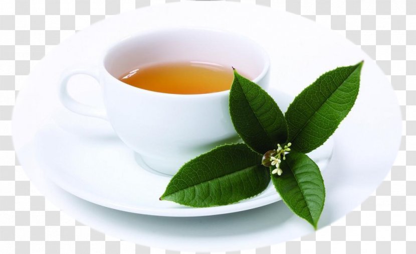 Tea Hanoi Coffee Milk Phyllanthus Urinaria - Dianhong - Creative Transparent PNG