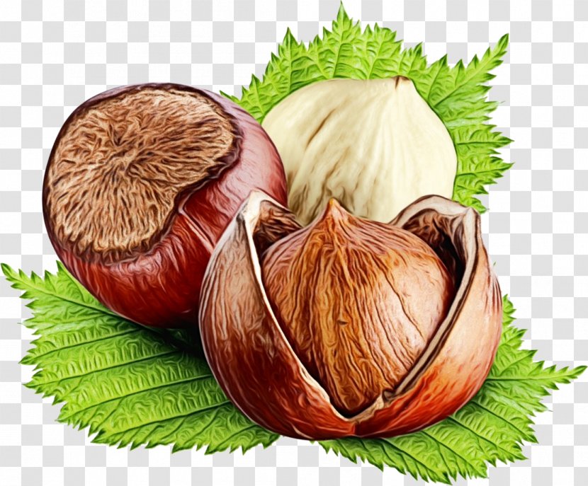 Food Natural Foods Hazelnut Ingredient Plant - Wet Ink - Vegetable Transparent PNG