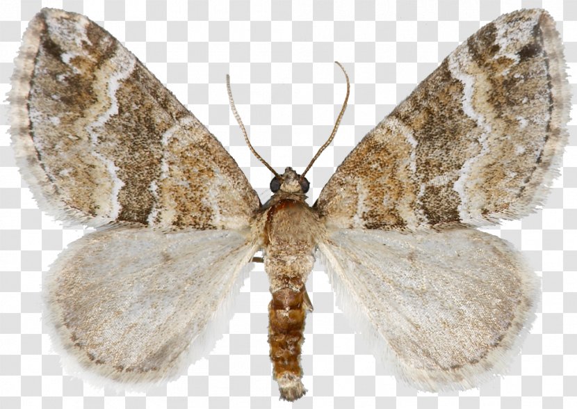 Silkworm Brown House Moth Brush-footed Butterflies Gossamer-winged Butterfly - Invertebrate - Arthropod Transparent PNG