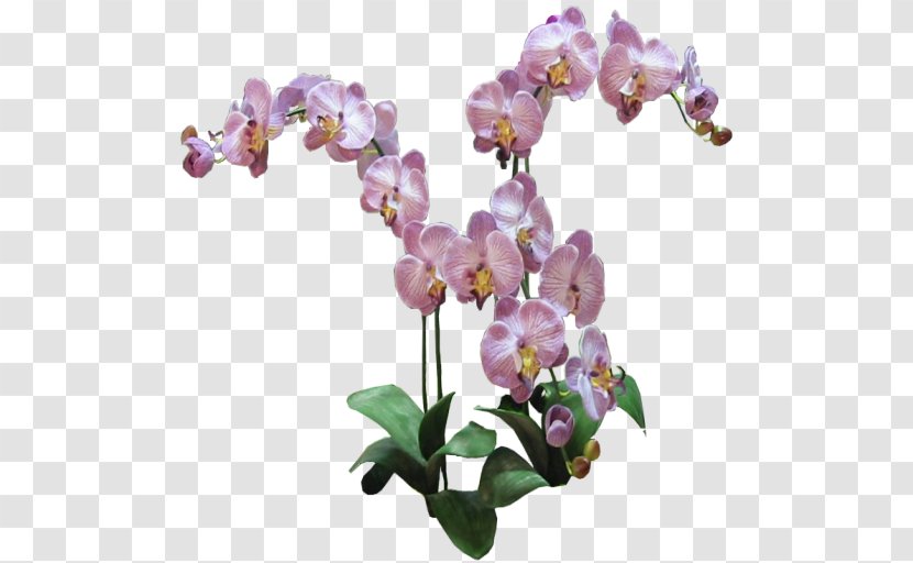 Phalaenopsis Equestris Orchids Plant Lilac - Orchid Transparent PNG