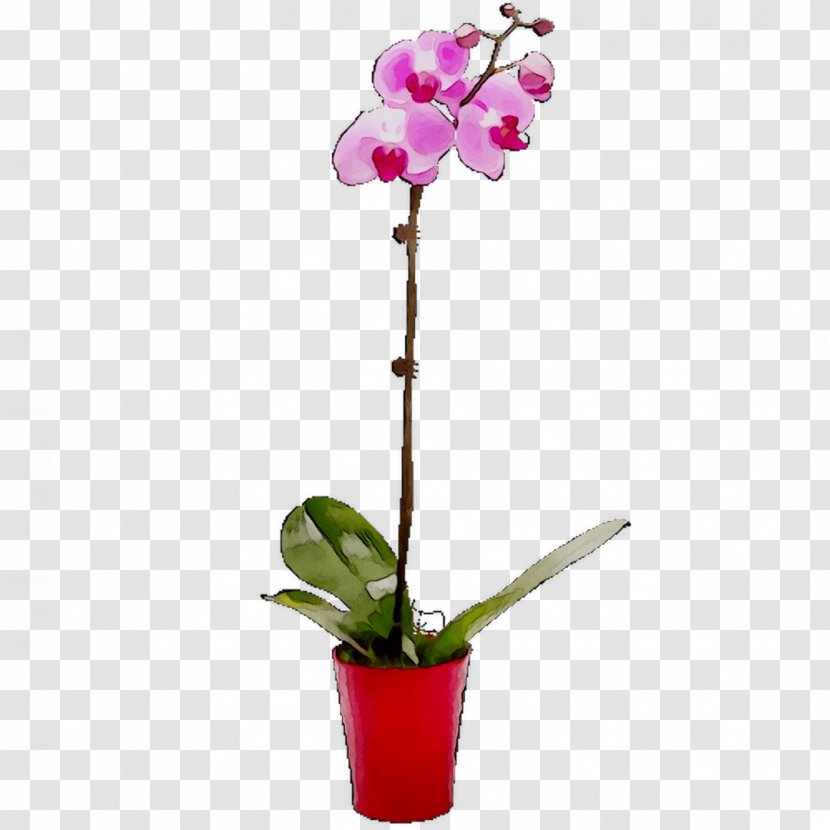 Moth Orchids Cut Flowers Cattleya Plant Stem - Flower Transparent PNG