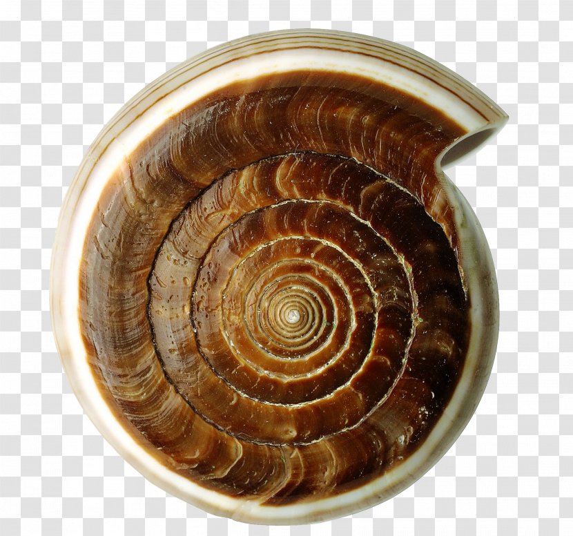 Seashell Sea Snail - Orthogastropoda - SeaWorld Conch Transparent PNG