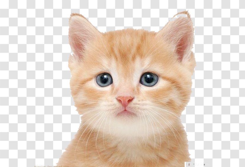 Cat Kitten Puppy Dog Cuteness - Small To Medium Sized Cats Transparent PNG