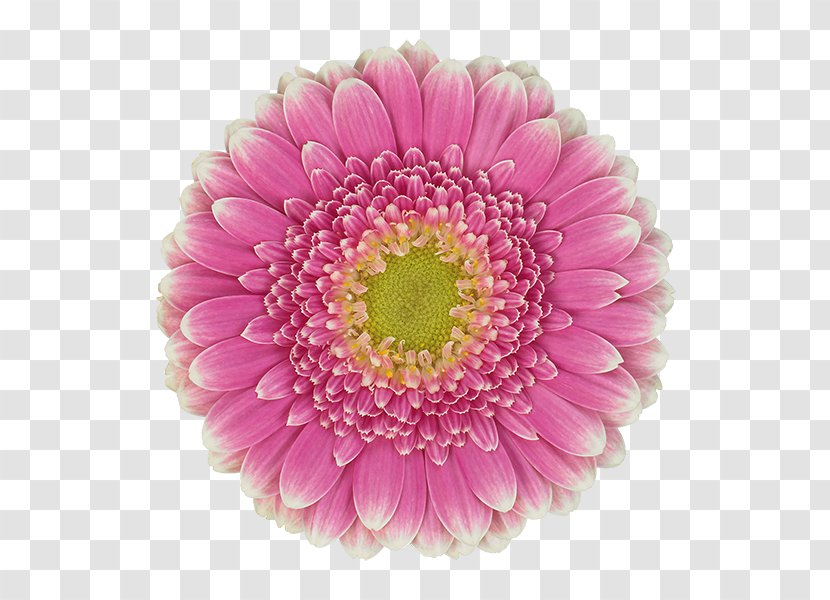 Transvaal Daisy Floristry Chrysanthemum Cut Flowers Petal - Family Transparent PNG