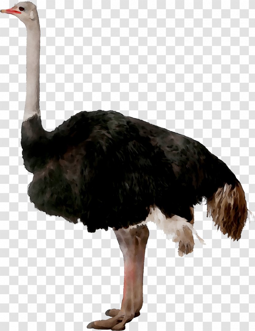 Common Ostrich Bird Clip Art Transparency - Flightless - Vertebrate Transparent PNG