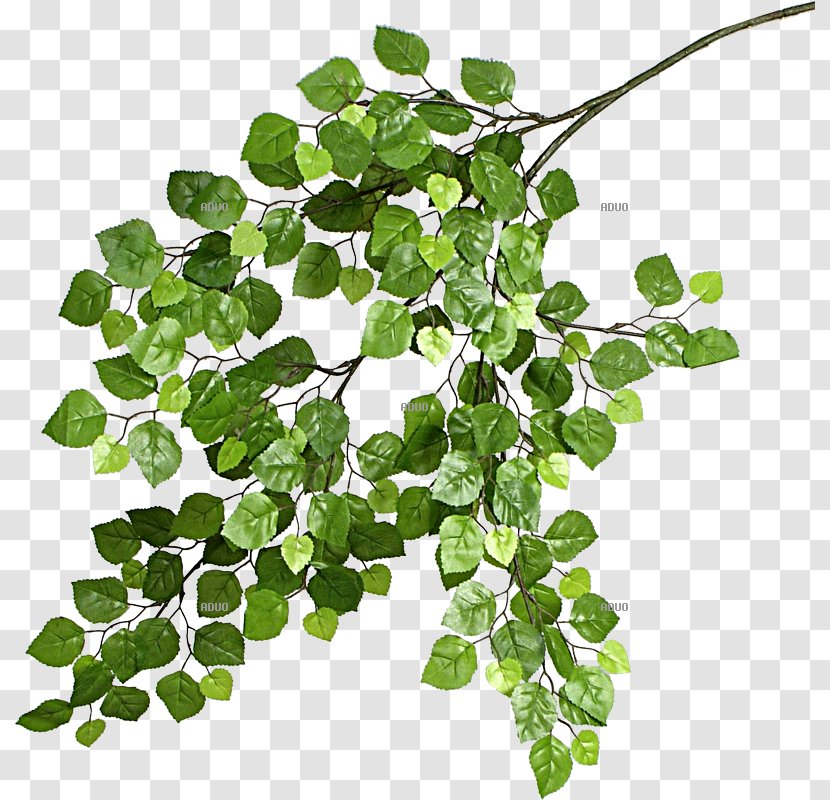 Branch Leaf Twig Birch Plant - Ground Meat Transparent PNG