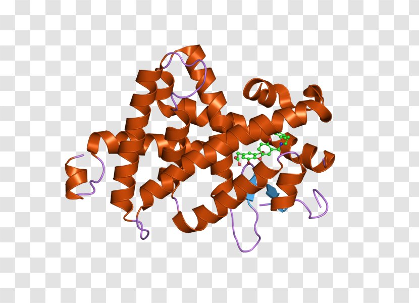 Thyroid Hormone Receptor Beta Nuclear Ligand - Protein Transparent PNG