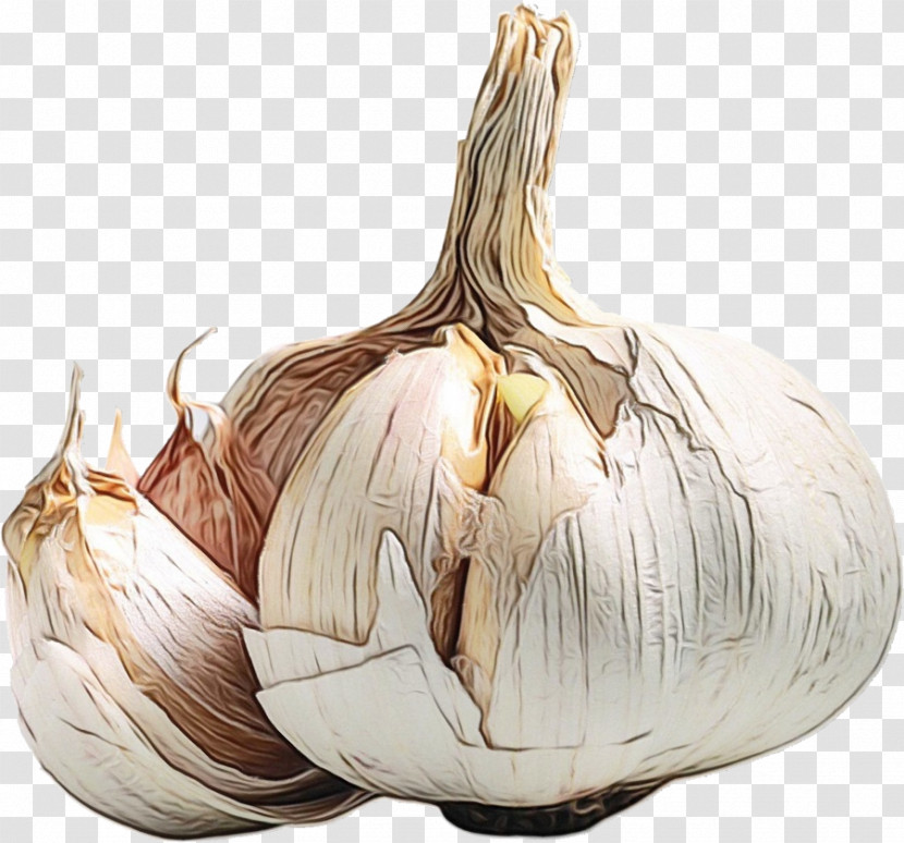 Elephant Garlic Garlic Health Yellow Onion Nutrient Transparent PNG