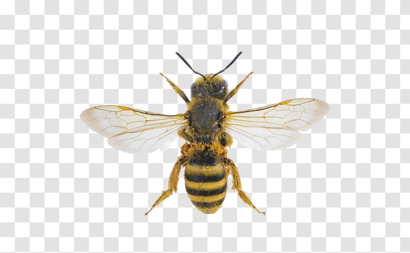Sweat Bees Characteristics Of Common Wasps And Hymenopterans Nest Transparent PNG