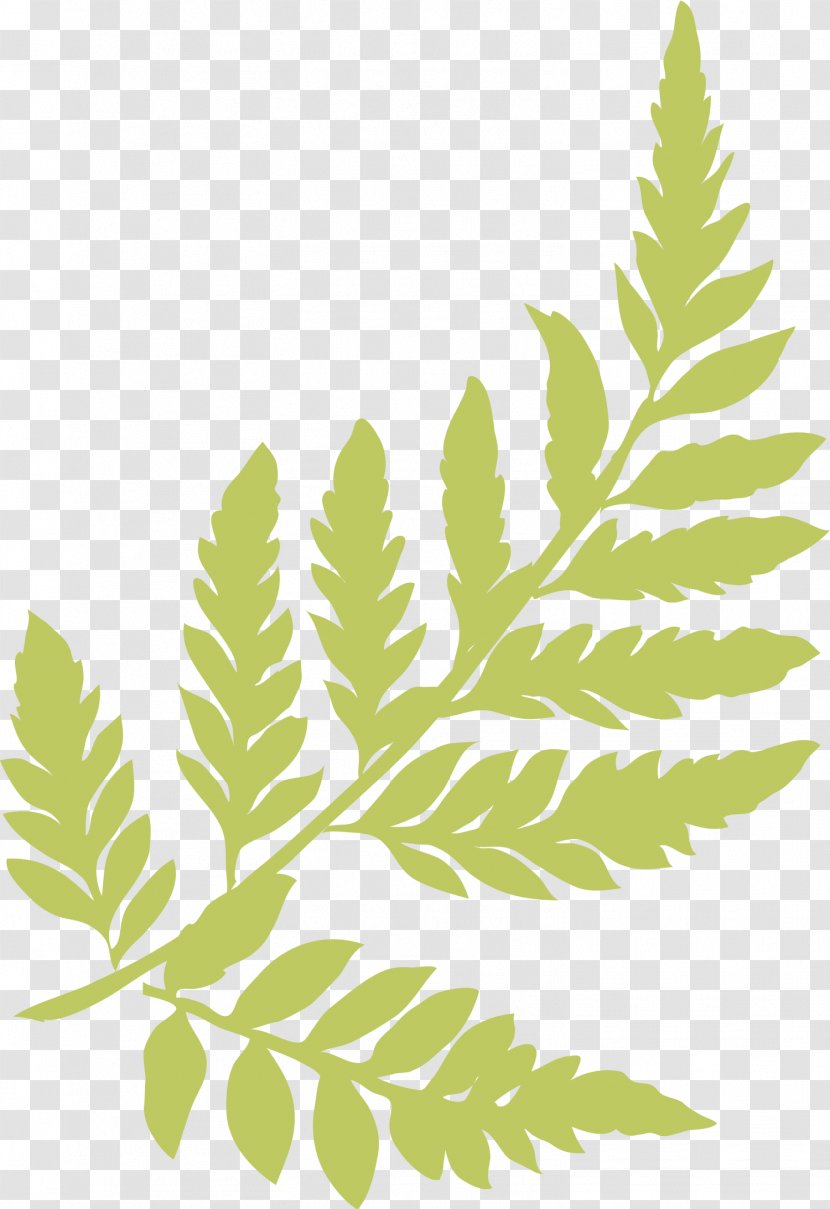 Plant Leaf Green - Grass - Plants Transparent PNG