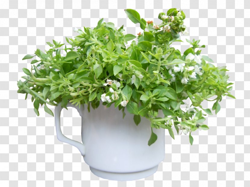 Herb Flowerpot Shrub - Plant Transparent PNG