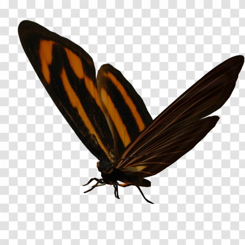 Butterfly Nymphalidae Insect - Wing Transparent PNG