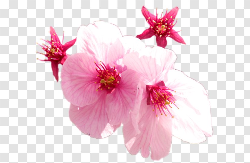 Cherry Blossom Pink M ST.AU.150 MIN.V.UNC.NR AD Malvales - Magenta Transparent PNG