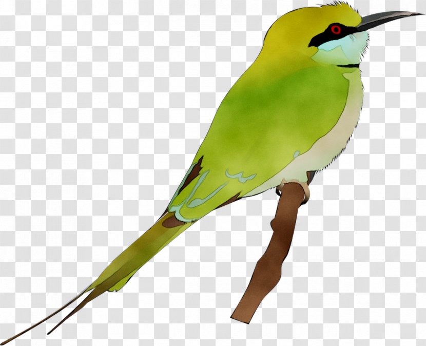 Beak Parakeet Feather Fauna - Coraciiformes Transparent PNG