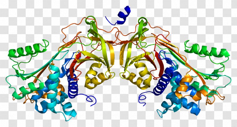 Heparin Cofactor II Antithrombin Properdin Plasminogen Activator Inhibitor-2 - Watercolor - Gamma Globulin Transparent PNG