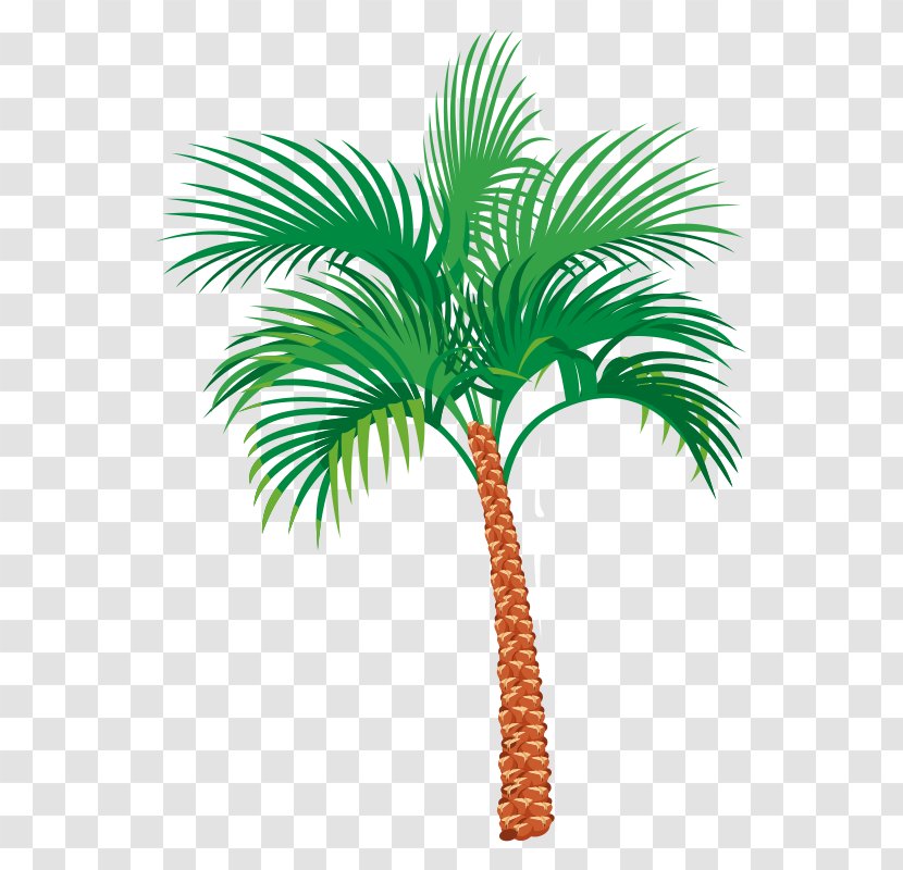 Arecaceae - Plant Stem - Palm Tree Transparent PNG
