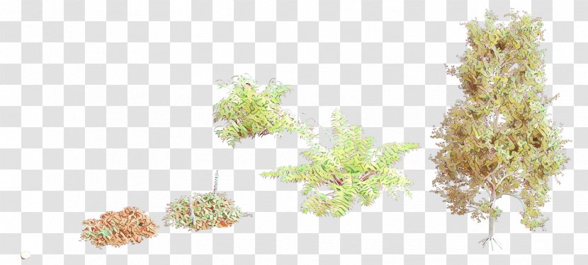 Grasses Pine Leaf Meter - Tree - Branch Flower Transparent PNG