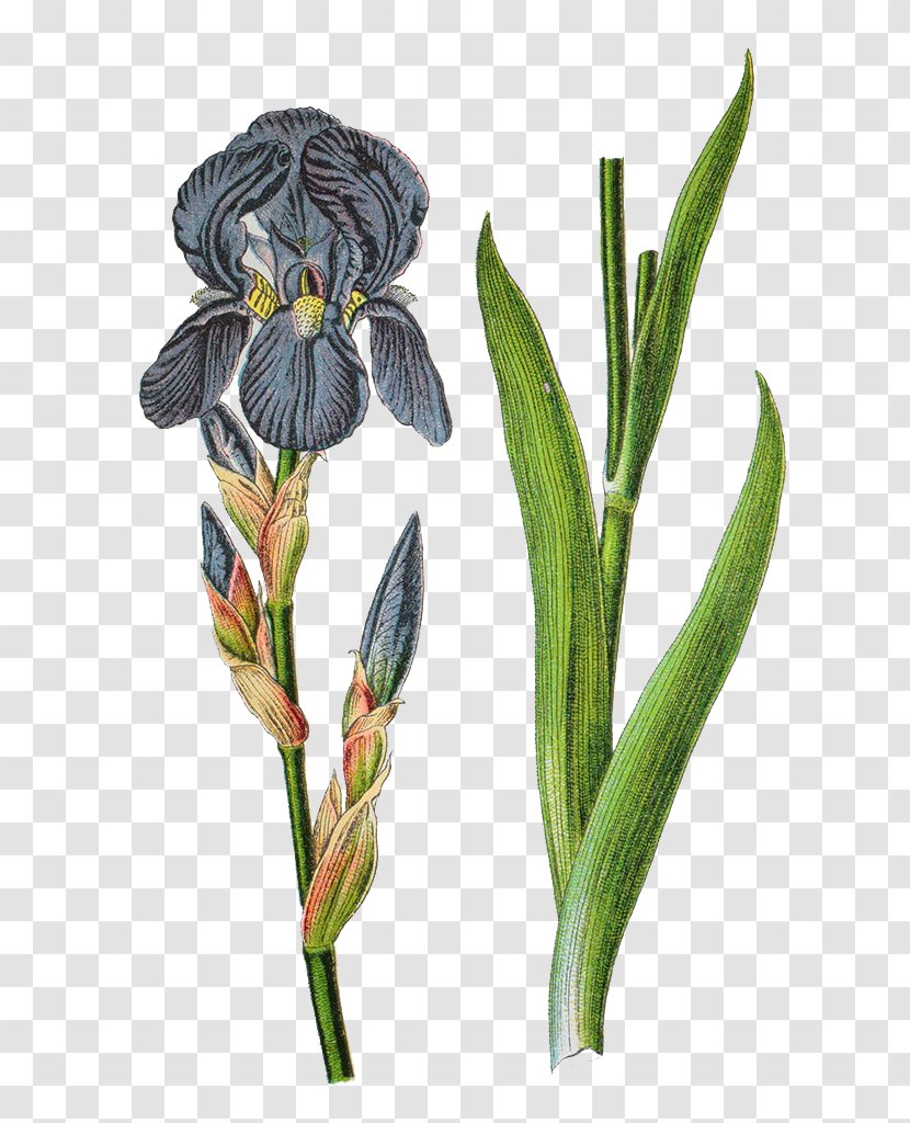 Germany Iris Germanica Pallida Variegata Sambucina - Family - Branch Herbs Illustrator Transparent PNG