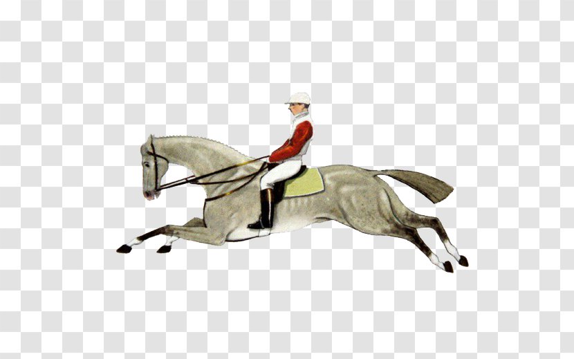 Horse Equestrianism Illustration - Running Man Transparent PNG