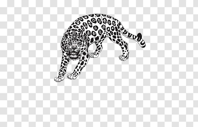 Amazon Rainforest Draw Anything : Pencil Drawings Step By Step: Drawing Ideas For Absolute Beginners Coloring Book - Black Leopard Transparent PNG
