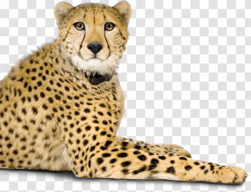 Cheetah Whiskers Big Cat Fur Transparent PNG