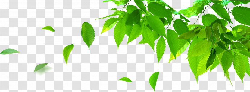 Poster - Energy - Leaves Transparent PNG