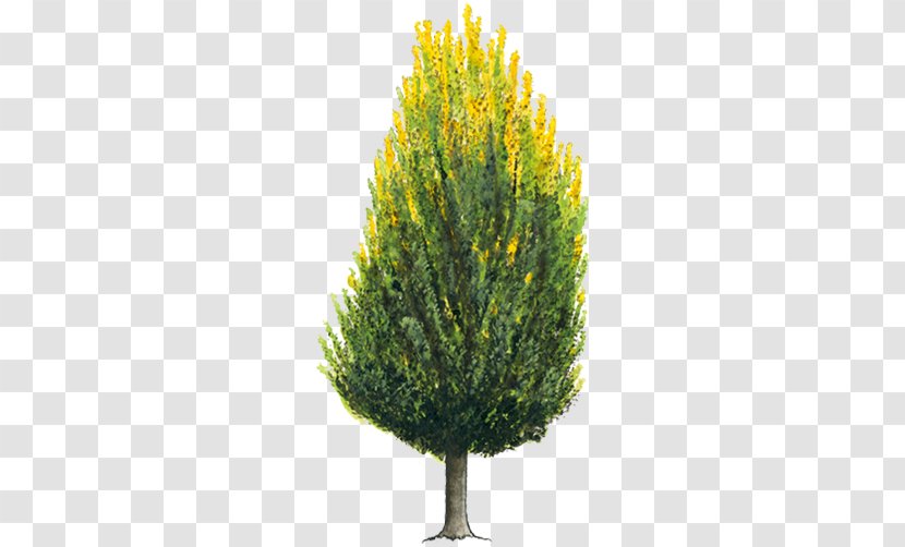 Tree Arborvitae Evergreen Shrub Cupressus - Trunk - Oriental Transparent PNG