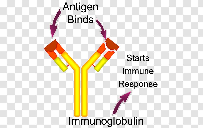 Antigen-antibody Interaction The Antibody Molecule Kell Antigen System - Blood Type - Natural Response Transparent PNG