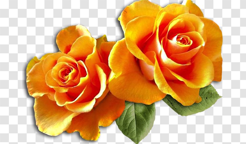 Garden Roses Flower - Floristry - Rose Transparent PNG