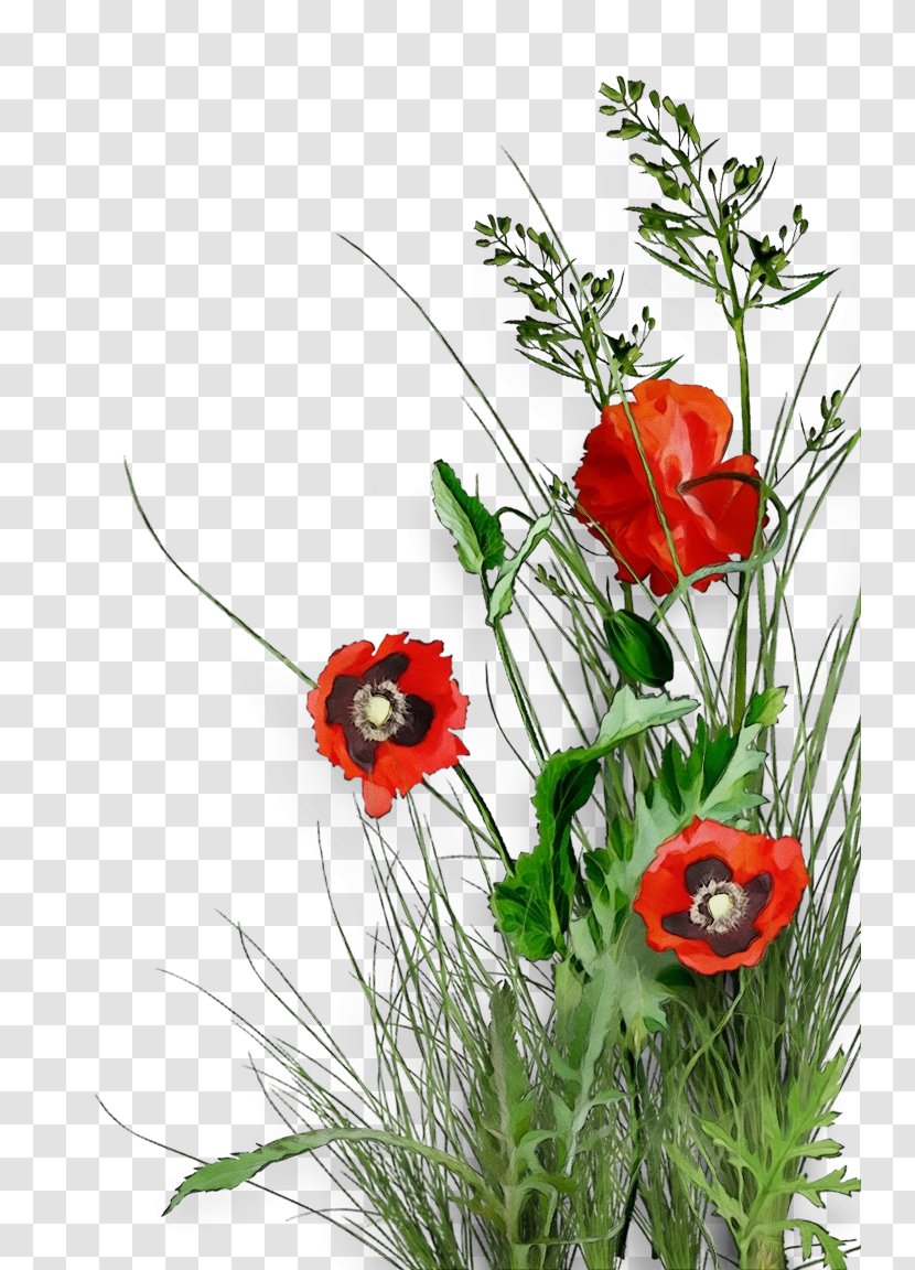 Flower Plant Coquelicot Red Corn Poppy - Grass Family Transparent PNG