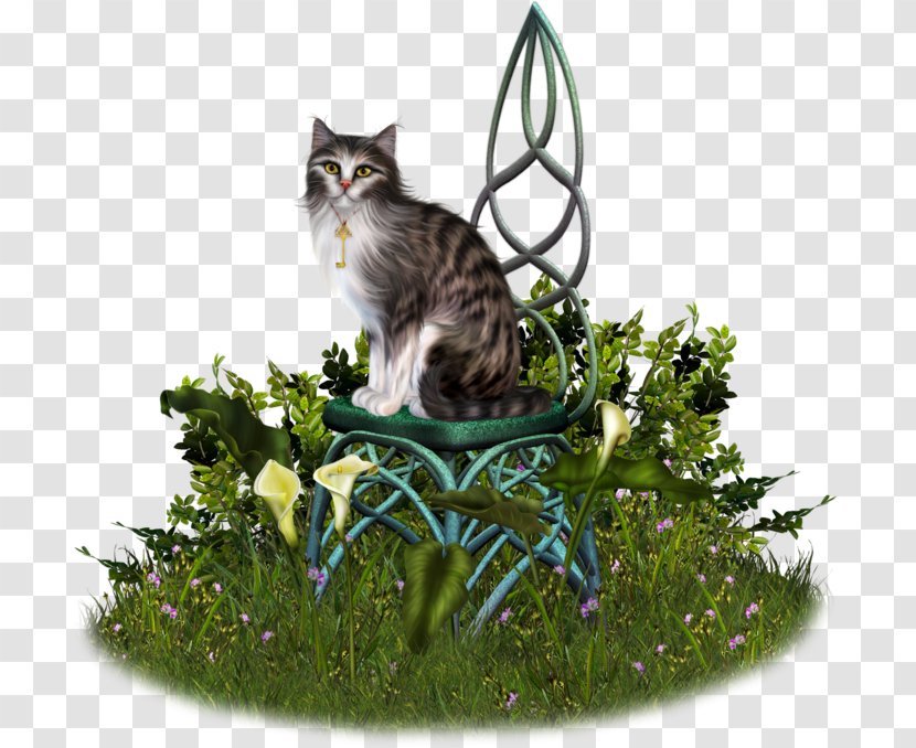 Whiskers Tabby Cat Kitten Felidae Transparent PNG