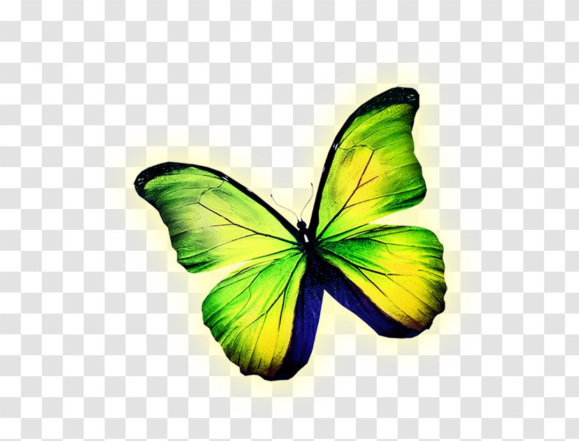 Butterfly Yellow Royalty-free Illustration - Invertebrate - Green Transparent PNG