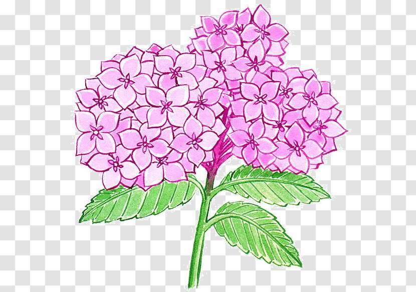 Hydrangea Floral Design Cut Flowers - Flowering Plant - Flower Transparent PNG