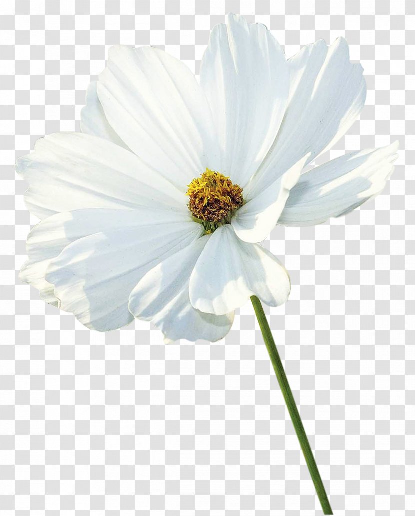Flower White Petal - Albom - Flowers Transparent PNG