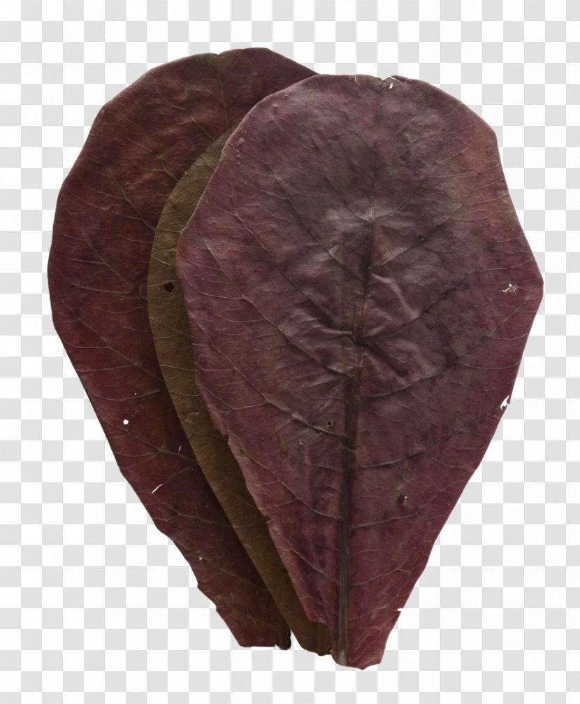 Leaf Maroon Transparent PNG