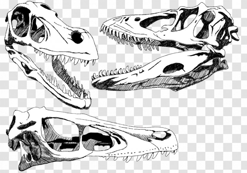 Velociraptor Skull Tyrannosaurus Triceratops Painting - Serpent - Skull-drawing Transparent PNG