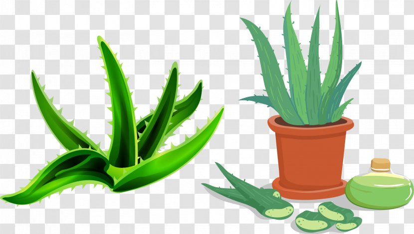 Aloe Vera Flowerpot Euclidean Vector - Hand-painted Transparent PNG