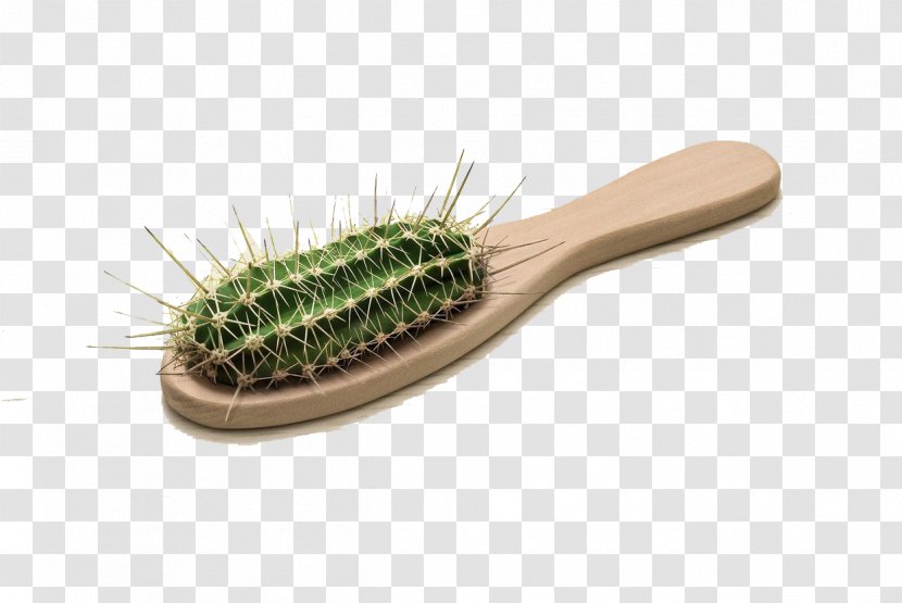 Istanbul Photographer Photography Art Advertising - Conceptual - Cactus Comb Transparent PNG