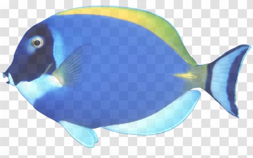 Fish Blue Pomacentridae Pomacanthidae - Bonyfish Butterflyfish Transparent PNG