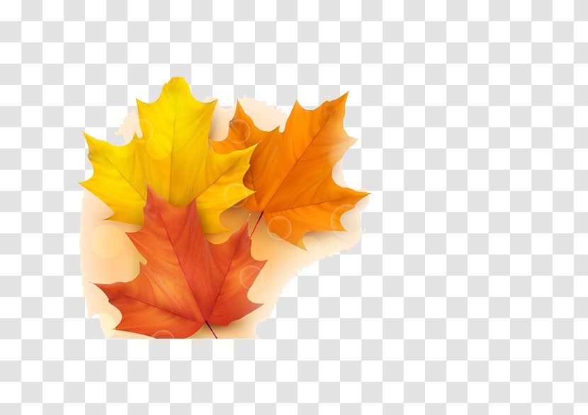 Autumn Leaf Color Illustration - Maple - Leaves Transparent PNG