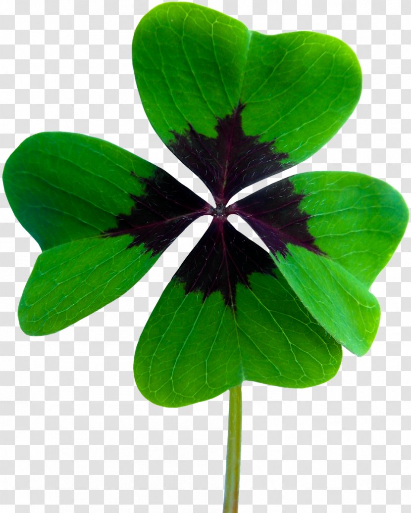 Shamrock - Symbol - Violet Woodsorrel Transparent PNG