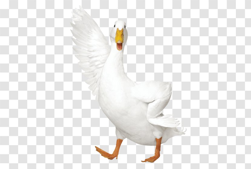 AFLAC Duck Insurance Policy - Tree Transparent PNG