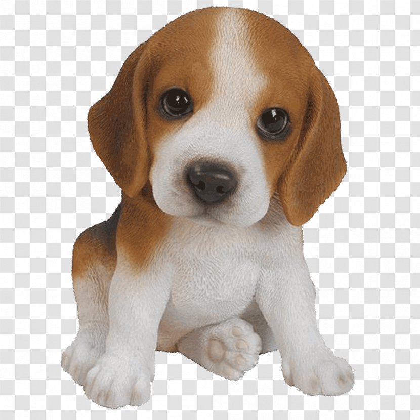 Beagle Puppy Yorkshire Terrier Pug Pet - Carnivoran Transparent PNG