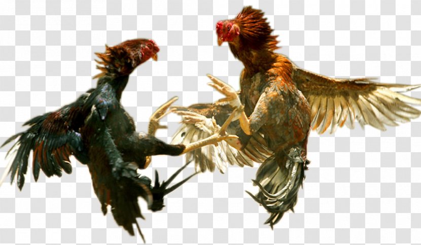 Asil Chicken Phoenix Cockfight Rooster Combat - Eagle Transparent PNG
