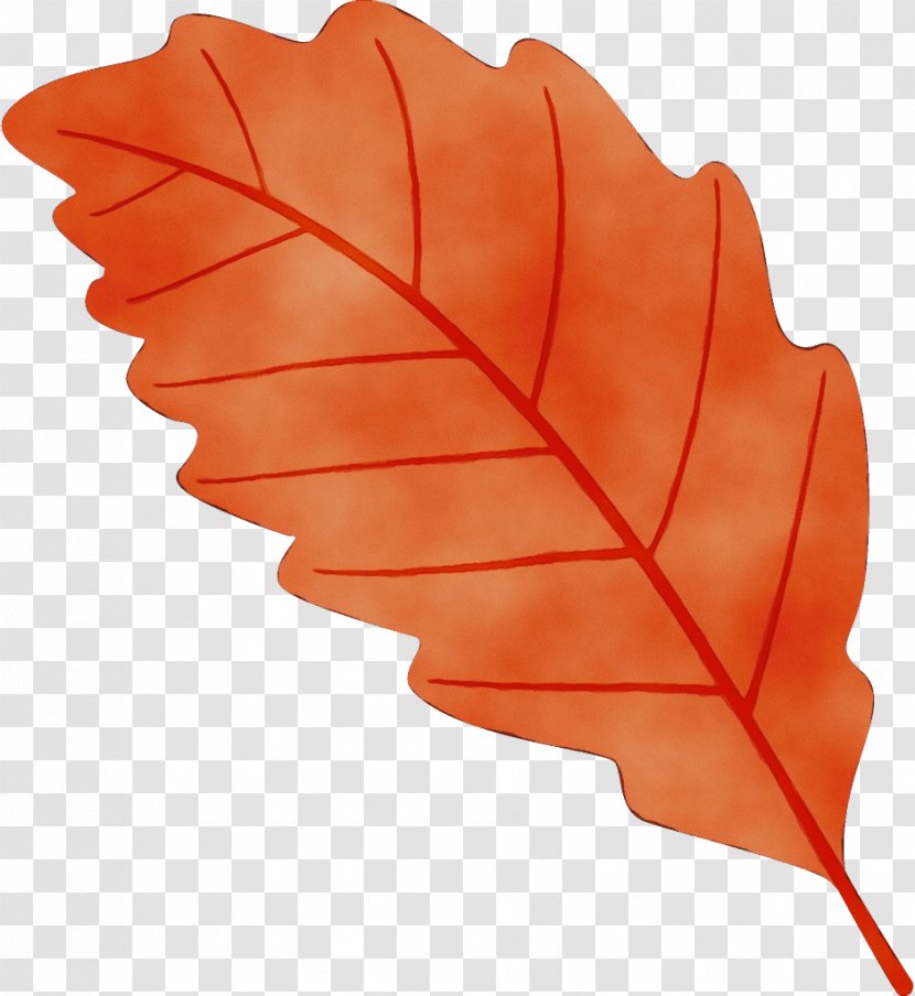 Maple Leaf - Woody Plant - Flower Black Transparent PNG