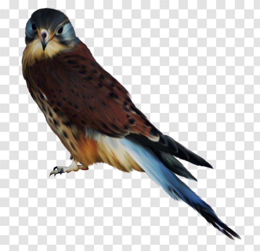 Bird Of Prey Owl Hawk Accipitriformes - Feather Transparent PNG